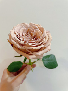 情人节送粉玫瑰代表初恋般的爱情
