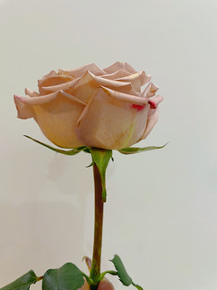 情人节送粉玫瑰代表初恋般的爱情