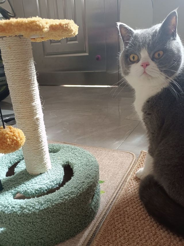 麻麻，你是不是给我买错尺码了|猫爬架哈哈