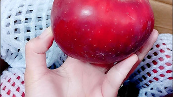 又红又大又脆的红苹果，谁不喜欢吃呢？