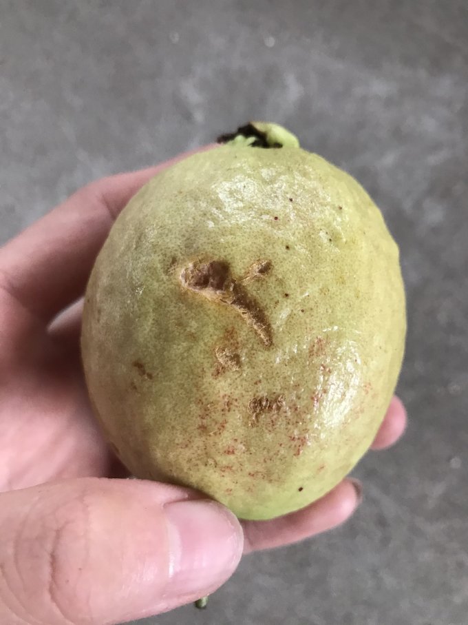 闻起来还挺香的