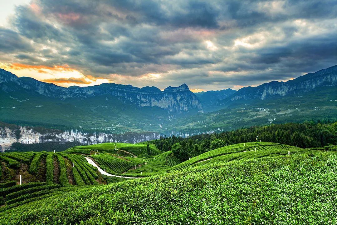 恩施大峡谷中的茶树梯田 0815恩施大峡谷景区