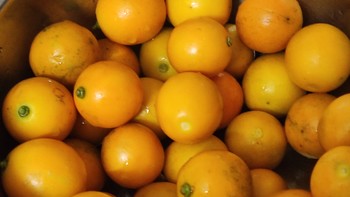 美食 篇十：水果分享-超好吃的小金桔