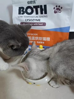 好吃的both猫粮