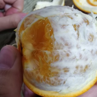 杨氏脐橙也很不错