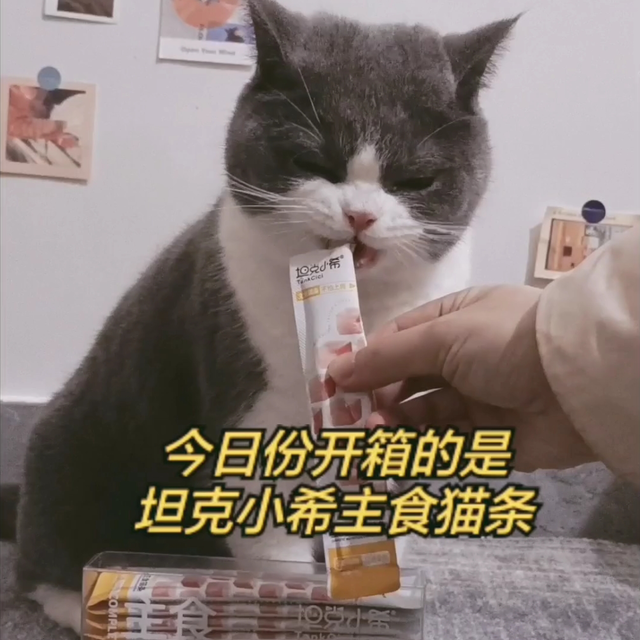 晒一晒情人节的礼物|坦克小希主食猫条