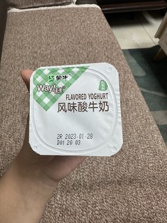 味道醇厚的蒙牛酸奶杯