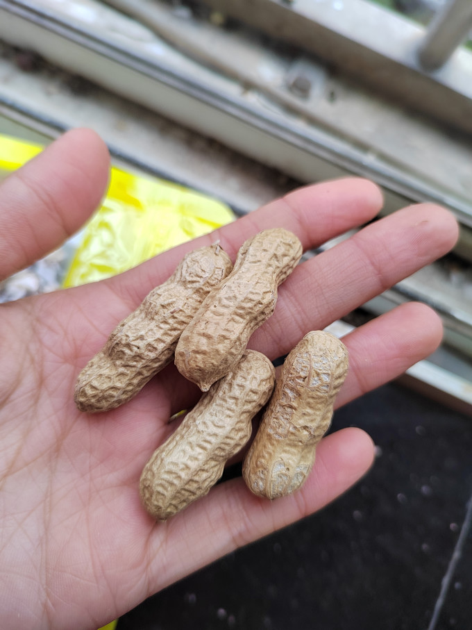 粒上皇花生