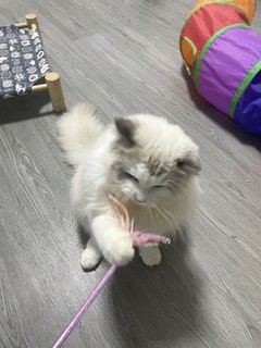 给小猫咪买一根仙女棒吧