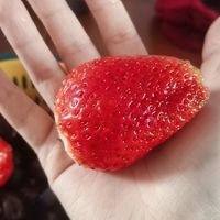情人节礼物—丹东九九草莓
