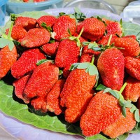 这么大一个的草莓才¥15一斤。