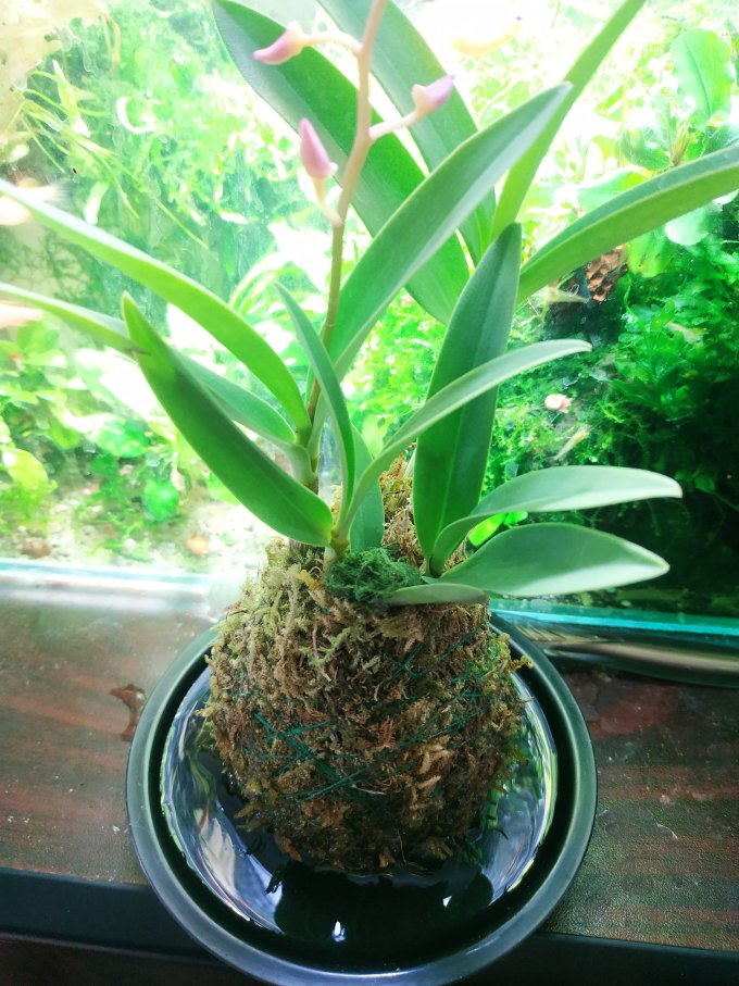 水培石斛兰_什么值得买