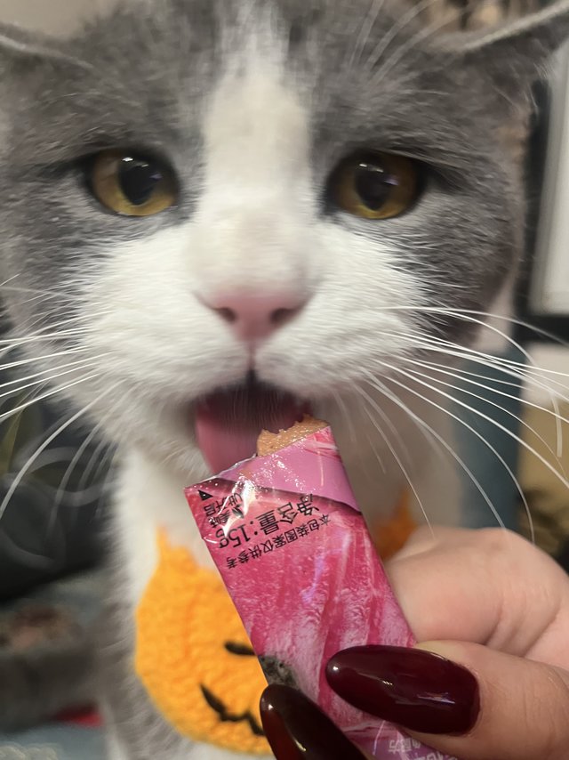毛孩子必备的零食猫条