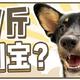 京东京造-全价无谷犬粮测评，12元/斤到底值不值？