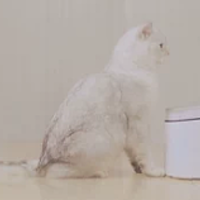 小米米家智能宠物猫咪饮水机