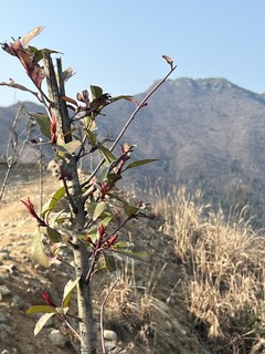 鬼冢虎还是不适合爬山