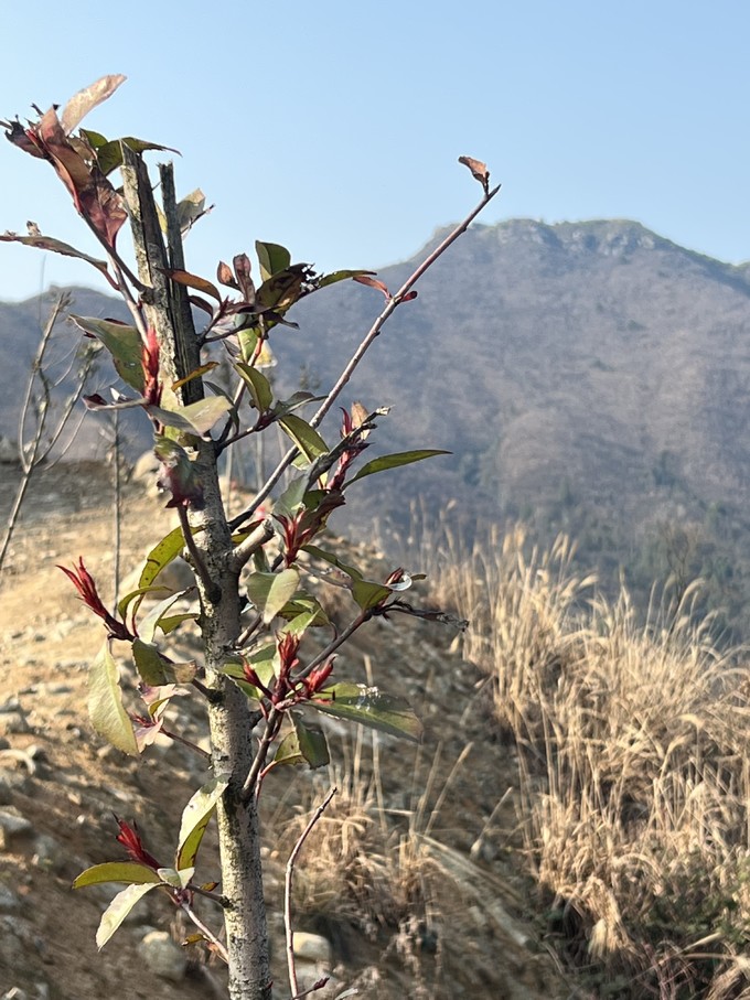 鬼塚虎休闲运动鞋