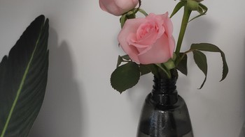 经典耐看的粉色玫瑰，淡淡的清香味