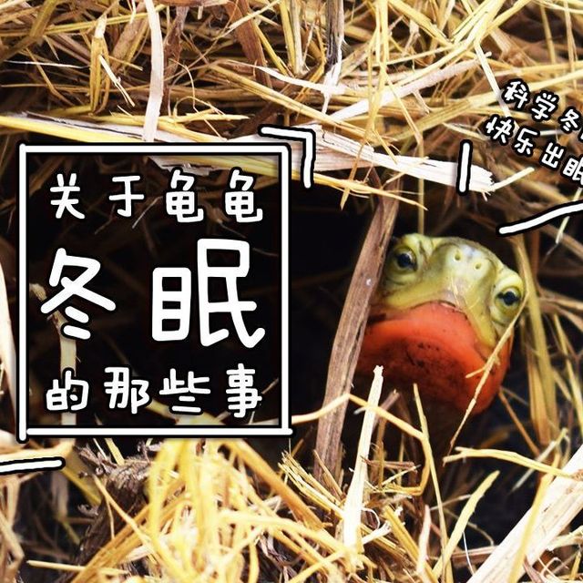 冬眠，如何让龟睡个好觉？