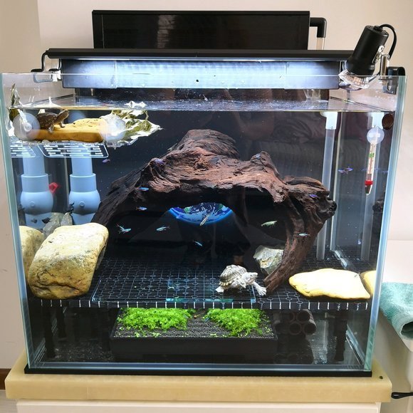 养龟设备如何挑选？龟缸基本装修一步到位