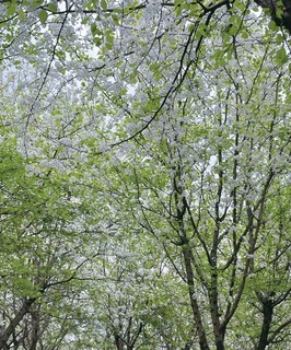 新宣的梨花