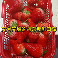 正宗丹东新鲜草莓，超大颗！