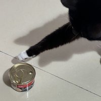 猫猫抢着吃的猫罐头推荐