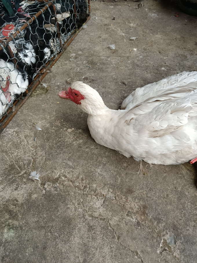 红嘴鸭漂亮好看吃着美啊