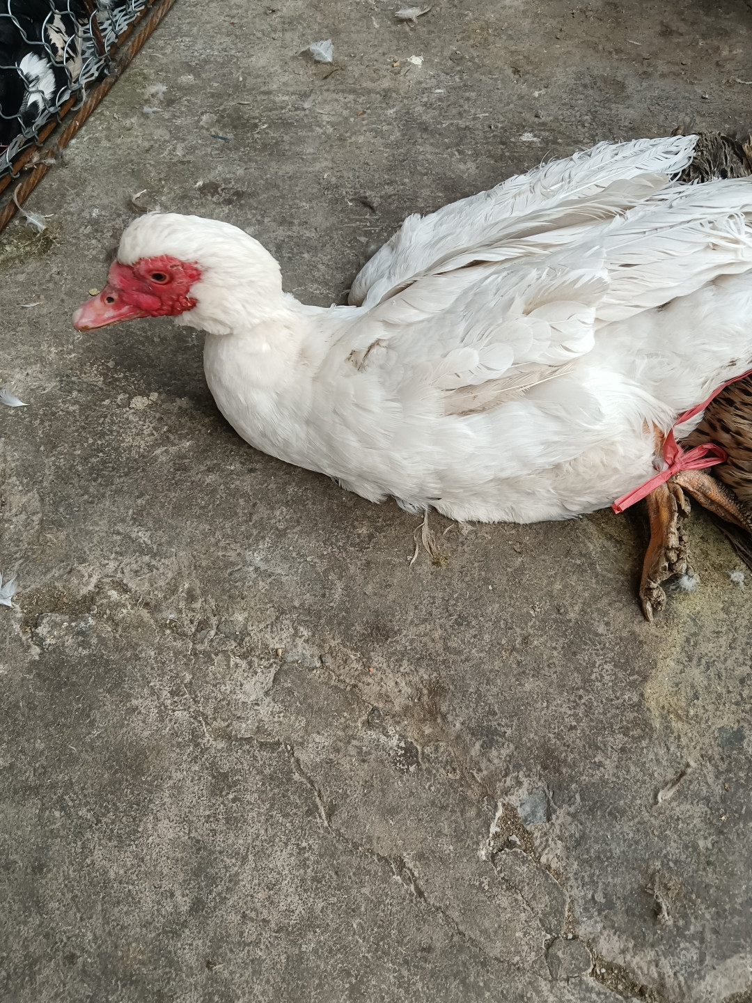 红嘴鸭漂亮好看吃着美啊