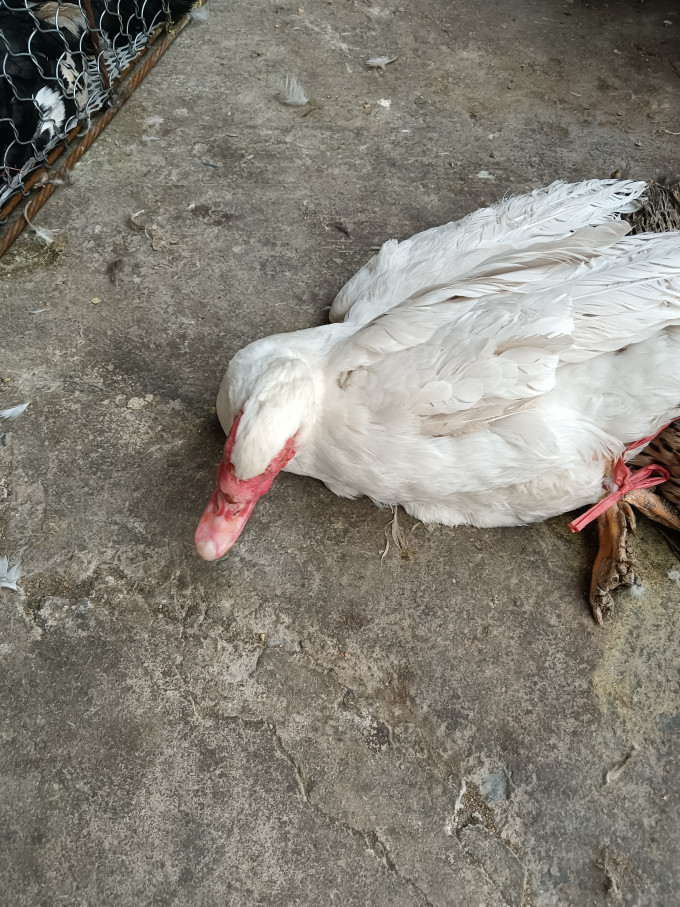 红嘴鸭漂亮好看吃着美啊