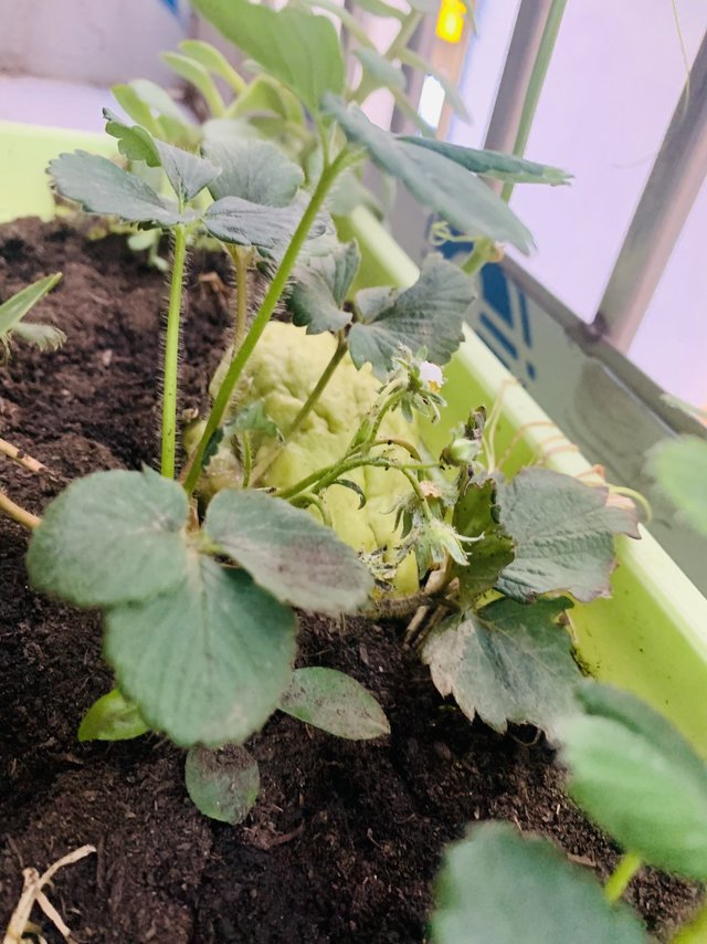 我种的草莓开始开花结果啦