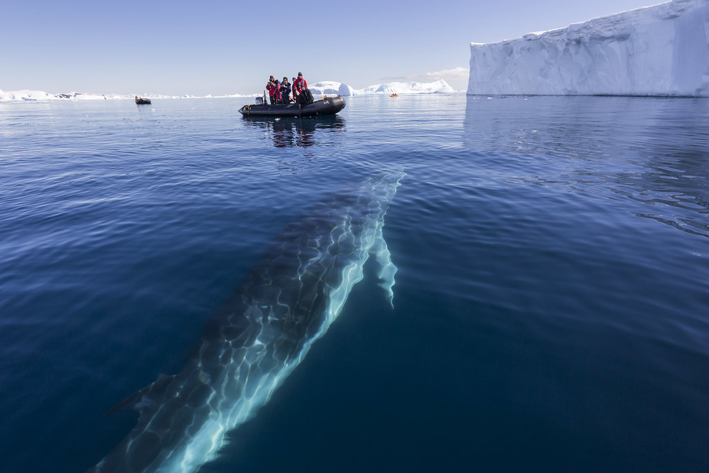 去南极旅行，到底能看到哪些动物？