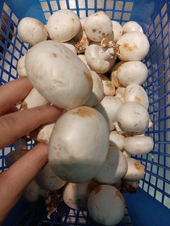 新鲜白蘑菇火锅烧烤食材