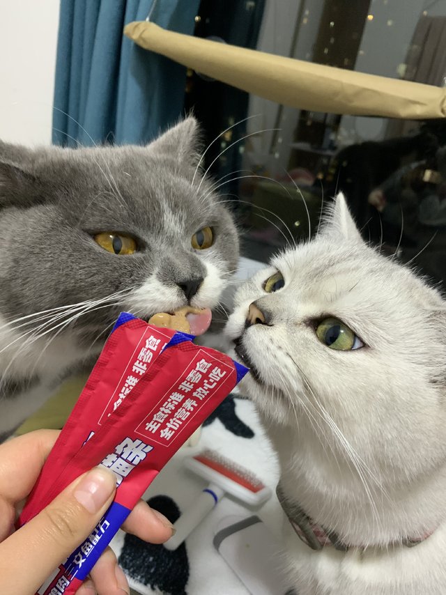 吉芙的主食猫条。听一听养猫大户怎么说