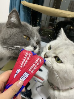 吉芙的主食猫条。听一听养猫大户怎么说