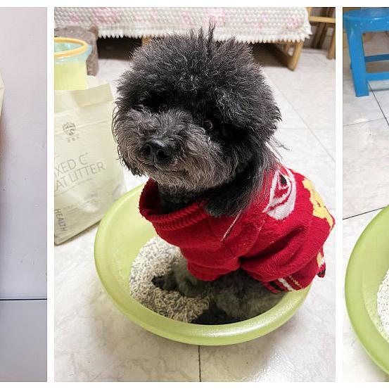 狗可以用猫砂吗？我给我家狗狗买了猫砂+狗砂