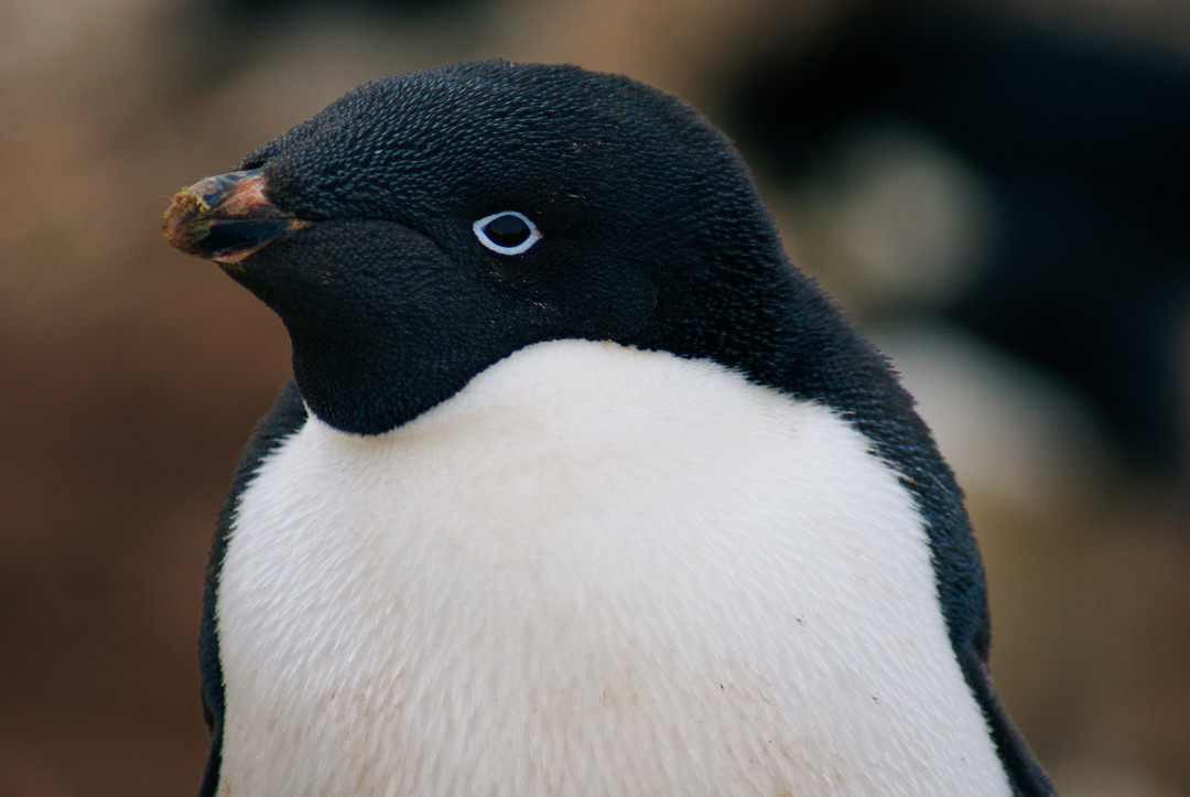 去南极能看到多少种企鹅？我能抱抱企鹅吗？