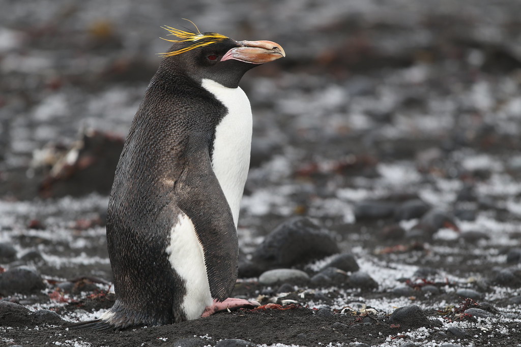去南极能看到多少种企鹅？我能抱抱企鹅吗？