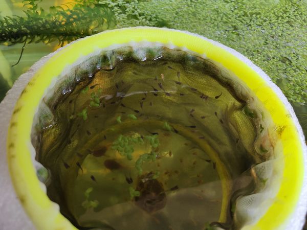 绿水养小鱼苗就是好处多