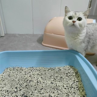 里兜猫砂它又来了