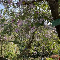 吃吃喝喝 篇五：春天到了，来个城市半日郊游