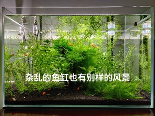 有鱼有水草的鱼缸，红红绿绿也好看