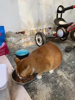 我的爱宠 小零食冻干鸡肉