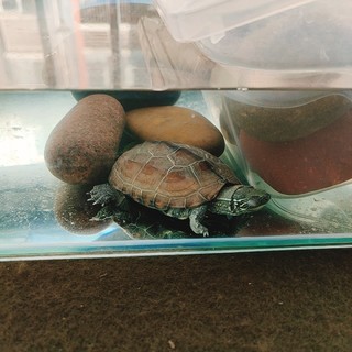 家里养的鳄龟与草龟