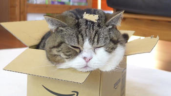 盒子放久了会长猫？？？