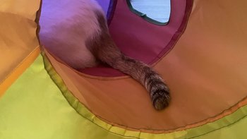 猫猫专栏 篇四十五：猫咪隧道玩具，给大家来个避雷版