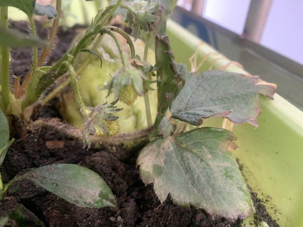 我的草莓又长大了一些