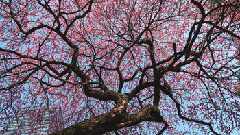 我的行摄之旅 篇二：春天的花朵梅花——湖州铁佛寺赏梅 