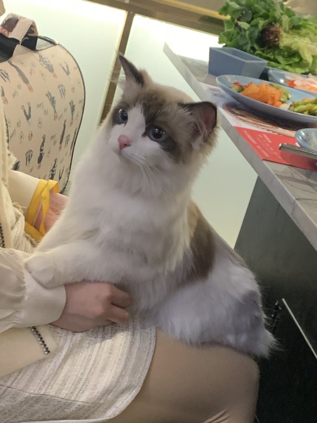 超级可爱的小猫咪