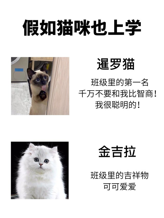 假如猫咪也上学！ 